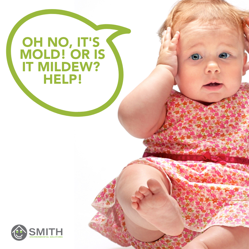 Mold or Mildew What is the difference? Smith Environmental